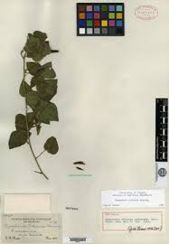 Image result for Rhynchosia procurrens