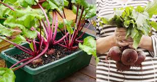 We did not find results for: Growing Beets In Containers How To Grow Beets In Pots Balcony Garden Web