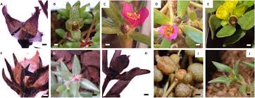 Image result for Portulaca kermesina