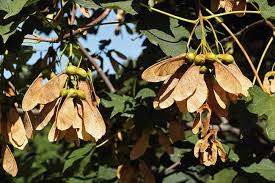 Essentially, maple sugar producers pierce the vascular transporting tissues of a maple tree by drilling a tap hole into those tissues. Certain Maple Tree Seeds Can Kill Horses The Horse