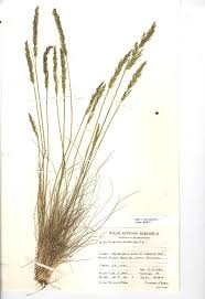 Image result for Agrostis taylorii