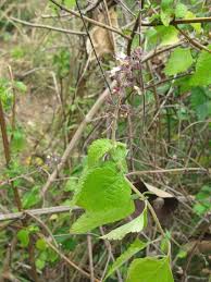 Image result for Ocimum lamiifolium