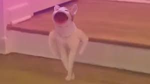A place to post memes of and related to popcat, the greatest meme of our generation. Cat Mouth Noise Pop Cat Meme But He Just Leaves Youtube