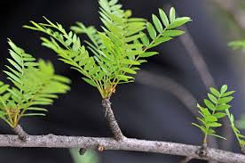 Image result for Kirkiaceae