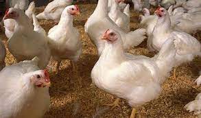 Harga ayam broiler jawa timur surabaya, malang, blitar, kediri, jember, lamongan dan sekitarnya. Cek Harga Ayam Broiler Hari Ini Langsung Dari Peternak Aplikasi Pertanian Media Agribisnis Gdm Agri