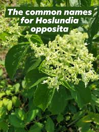 Image result for Hoslundia