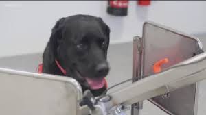 All our dogs are family pets, raised on our ranch in rural oregon with horses, llamas, sheep, goats, dogs, cats. Labrador Retrievers Named Most Popular Dog Breed For 29th Year Kgw Com