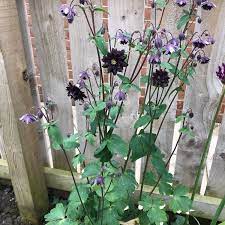 Dig over the soil, adding in leaf mould or garden compost, to improve drainage. Aquilegia Vulgaris Var Stellata Black Barlow Columbine Black Barlow Uploaded By Jennisyco