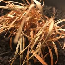 Image result for Andropogon pseudapricus