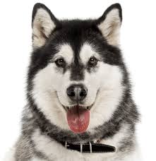 It is against the rules to sell pets, but they allow 'rehoming if you are a breeder, and wanting to sell on craigslist, then clearly you are running an illegal and. Alaskan Malamute Puppies For Sale Adoptapet Com