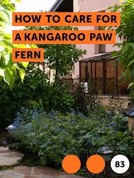Learn How To Care For A Kangaroo Paw Fern How To Guides Tips And Tricks Plants Kangaroo Paw Shrubs