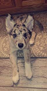 The husky beagle mix puppies are generally healthy. My 12 Week Old Husky Heeler Mix Https Ift Tt 2b2z5r0 Cute Animals Heeler Puppies Cute Dogs And Puppies