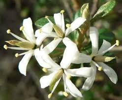 Bursaria spinosa - Sweet Bursaria - The Seed Vine