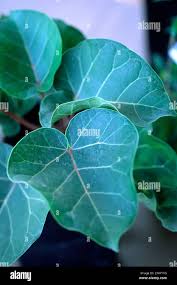 Image result for Ficus abutilifolia