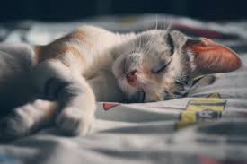 Check poison symptoms, diagnosis & treatments. Coughing In Cats Symptoms Causes And Treatments What Causes My Cat To Cough