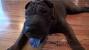 Puppy The Shar Pei