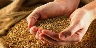 خبر مهم وزیر جهاد کشاورزی برای گندمکاران/ قیمت جدید گندم چه زمانی تعیین می‌شود؟
