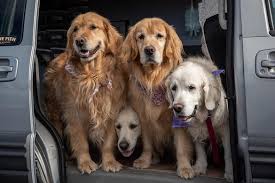 Stunning golden retriever puppies for sale with a four year health guarantee. Golden Retriever Group Honors Frontline Workers Daily Inter Lake