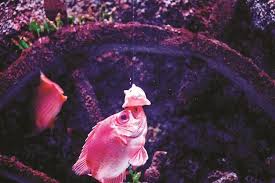 Animals An Aquarium Love Story Animals Aquarium Love Story