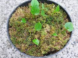 Anthurium Seed Propagation Tips For Propagating Anthuriums From Seed