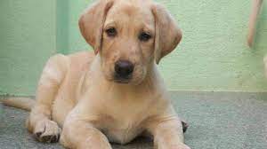 If you are unable to find your puppy in our puppy for sale or dog for sale sections, please consider looking thru thousands of dogs for adoption. Puppies In High Demand During Covid Times Many In Waiting List Even After Willing To Pay High Price Kerala General Kerala Kaumudi Online