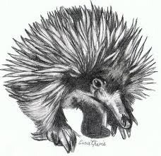 Echidna By Lisa Cherie S Art Animal Drawings Animal Sketches Animals Images