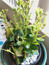Please Help Whats Happening To The Leaves Of My Kalanchoe Plant How Can I Save It I Water Only When The Soil Is Completely Dry And Plants Soil Horticulture