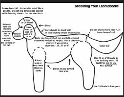 Pin By Lorib On Doodle Labradoodle Grooming Goldendoodle Grooming Aussiedoodle