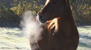 Infectie met het west nijlvirus vertoont ook een seizoensgebonden patroon maar deze infectie is vooral aan. West Nijl Virus Bij Paarden Vaccineer Je Paard Jaarlijks
