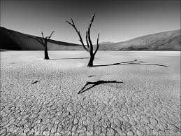 Best Black And White Nature Photos Beautiful Black And White Nature Photography Web Design Ledger Black And White Landscape Photography Inspiration Nature Nature Photography