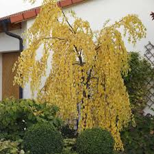 Baum Im Herbst Die Trauerbirke Trauerbirke Vorgarten Pflanzen Birke