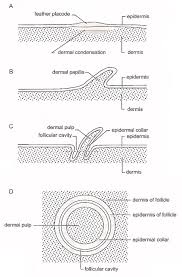 feather evolution