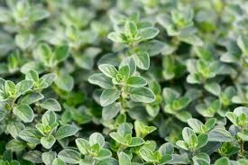 Image result for Origanum
