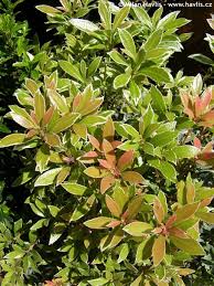 Image result for Pieris japonský little heath obrázek