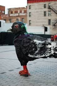 Photo By Danielle La Valle Homan In A Pigeon Costume Busker Pigeon Costume Wood Pigeon Pigeon
