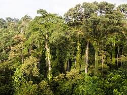 Image result for Dipterocarpaceae