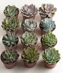 Do you plant succulents and cacti on the regular like me? Pin By Cmc72 On Aesthetic Picture Wall Succulents Succulent Landscaping Planting Succulents