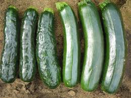 How to select and store zucchini zucchini thrives in warmer regions and is best planted in the spring or fall, to become available in summer. Zucchini Yellow Mosaic Virus In Cucurbit Crops Agriculture And Food