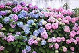 Planten kunnen allergische, toxische en fototoxische reacties veroorzaken. Met Deze Bloemen En Planten In De Tuin Beperk Je Hooikoorts Wonen Ad Nl