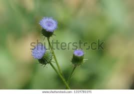 Image result for Crassocephalum rubens