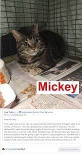 The vets are not very. Vets That Will Declaw Kittens Near Me Review At En Mdg Sdg3d Undp Org