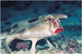 Top 10 Of The Most Ugliest Animals In The World Yorkfeed