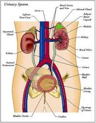 Picture Of Excretory System Of Human Body Human Excretory