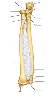 The radius bone is the lateral bone of the forearm, and is homologous with the tibia of the lower limb. Radial And Ulna Labeled