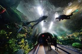 Jaw Dropping Shark Exhibit Coming Soon To New York Aquarium Exhibition Shark Habitats