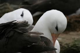 Yellow Orange Bird With Black And White Wings At Oceanwide Expeditions We Think That The Black Browed Albatross Is One Of The World S Most Beautiful Birds They Have Are White With Grey To Black Wings An Ha