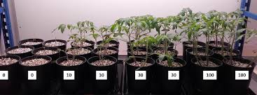 But for plants to actually improve the air, even in a compact apartment, you'd need a concentration of houseplants that only the most dedicated plant lovers can actually more than 107 million americans live in areas with unhealthy amounts of ozone, according to the environmental protection agency. Plants That Live On Air Encyclopedie De L Environnement