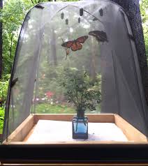 Check spelling or type a new query. Native Plants Garden Blog Butterfly Rearing Cage Gift Shop Landscape Design Bird Seed Feeders Garden Center Nest Boxes Christmas Trees