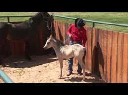 In This Lesson Learn About Desensitizing A Foal With Objects That Move And Make A Noise Also Learn How To Teach Your Foal To Mo Foals Dog Business Horse Care