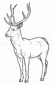 How To Draw Deer Step 22 Deer Drawing Easy Animal Drawings Deer Art
